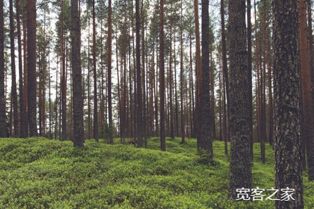 木材-森林.jpg